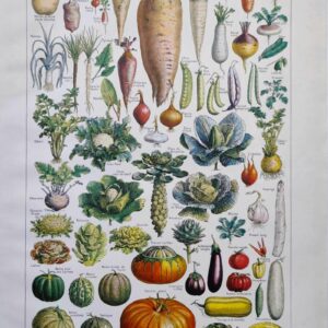 légumes et plantes potagères, planche originale de 1949