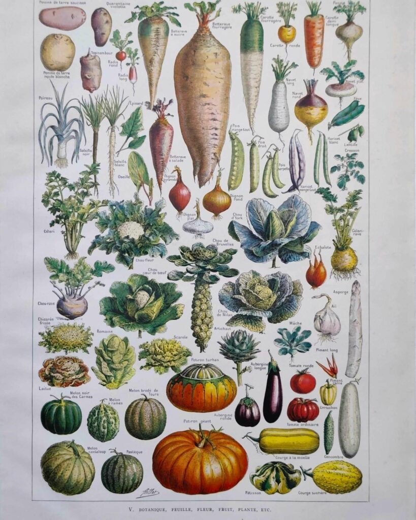 légumes et plantes potagères, planche originale de 1949