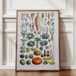 légumes et plantes potagères, planche originale de 1949