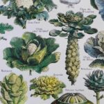 légumes et plantes potagères, planche originale de 1949