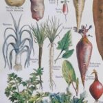 légumes et plantes potagères, planche originale de 1949