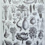 légumes et plantes potagères, planche originale de 1949