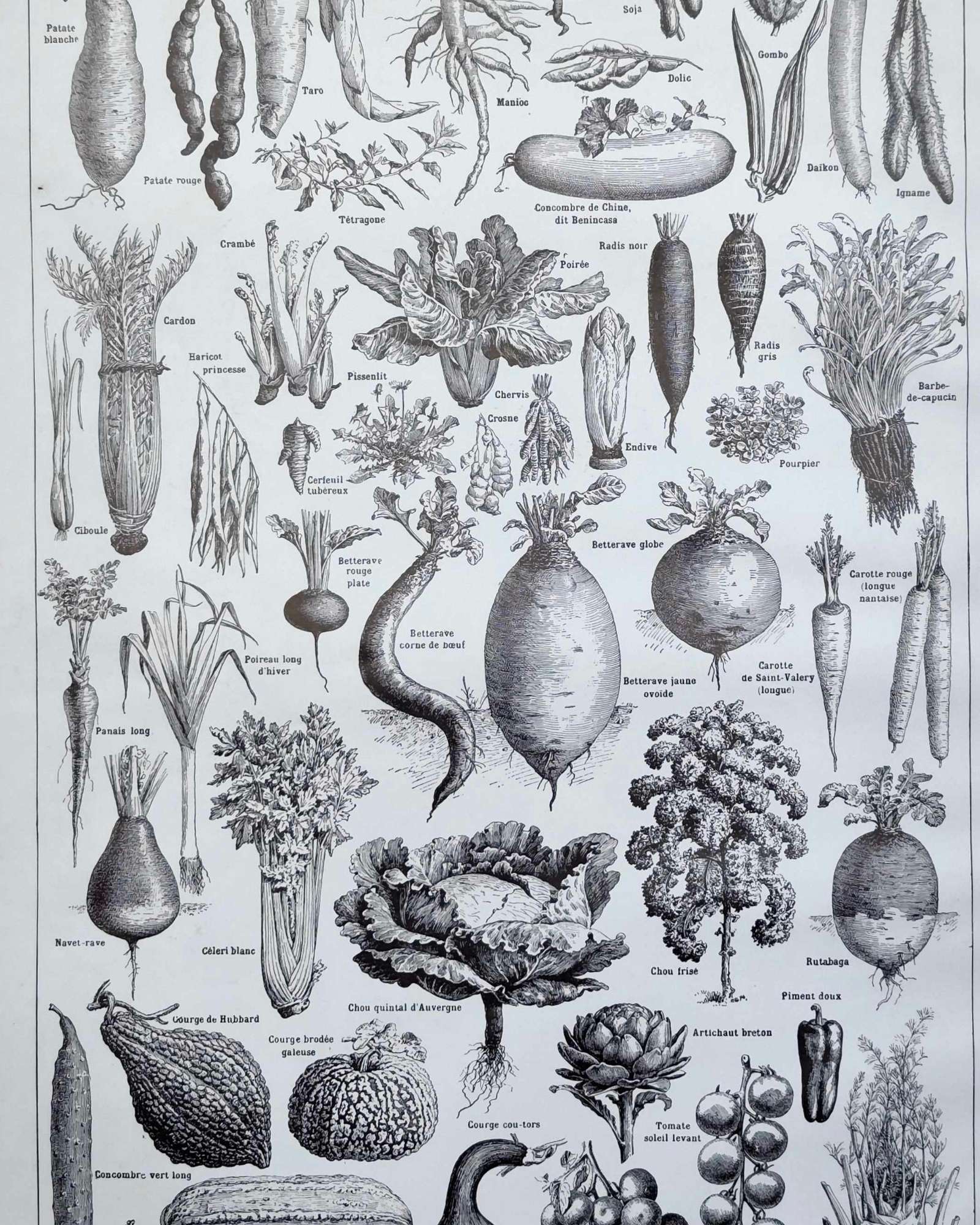 légumes et plantes potagères, planche originale de 1949