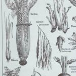 légumes et plantes potagères, planche originale de 1949