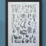 légumes et plantes potagères, planche originale de 1949