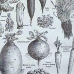 légumes et plantes potagères, planche originale de 1949