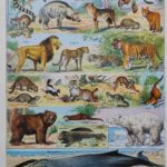 mammifères: baleine, lion, ours, planche illustrée 1949