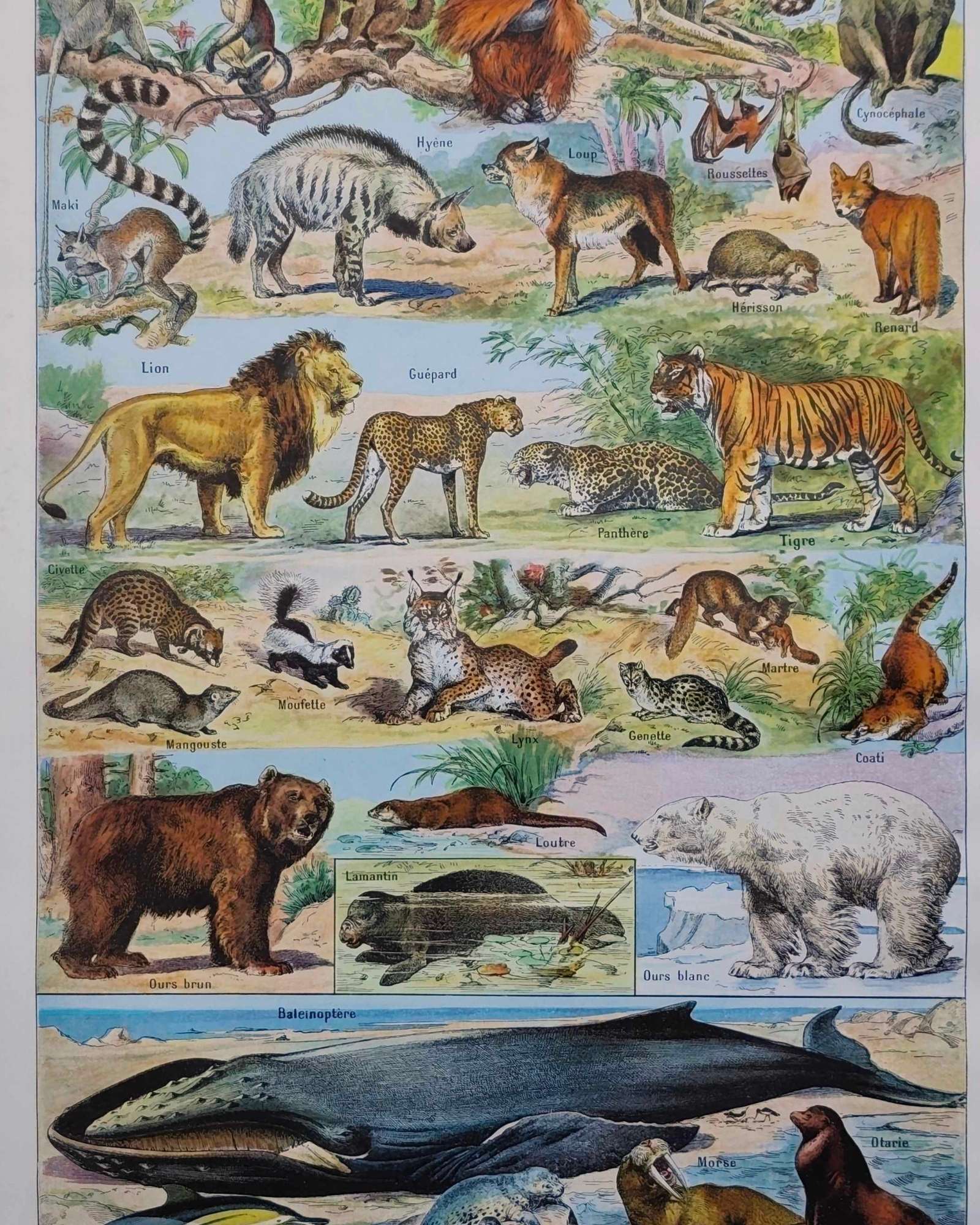 mammifères: baleine, lion, ours, planche illustrée 1949