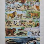 mammifères: baleine, lion, ours, planche illustrée 1949