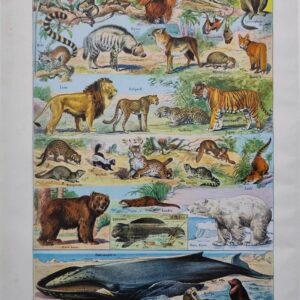mammifères: baleine, lion, ours, planche illustrée 1949