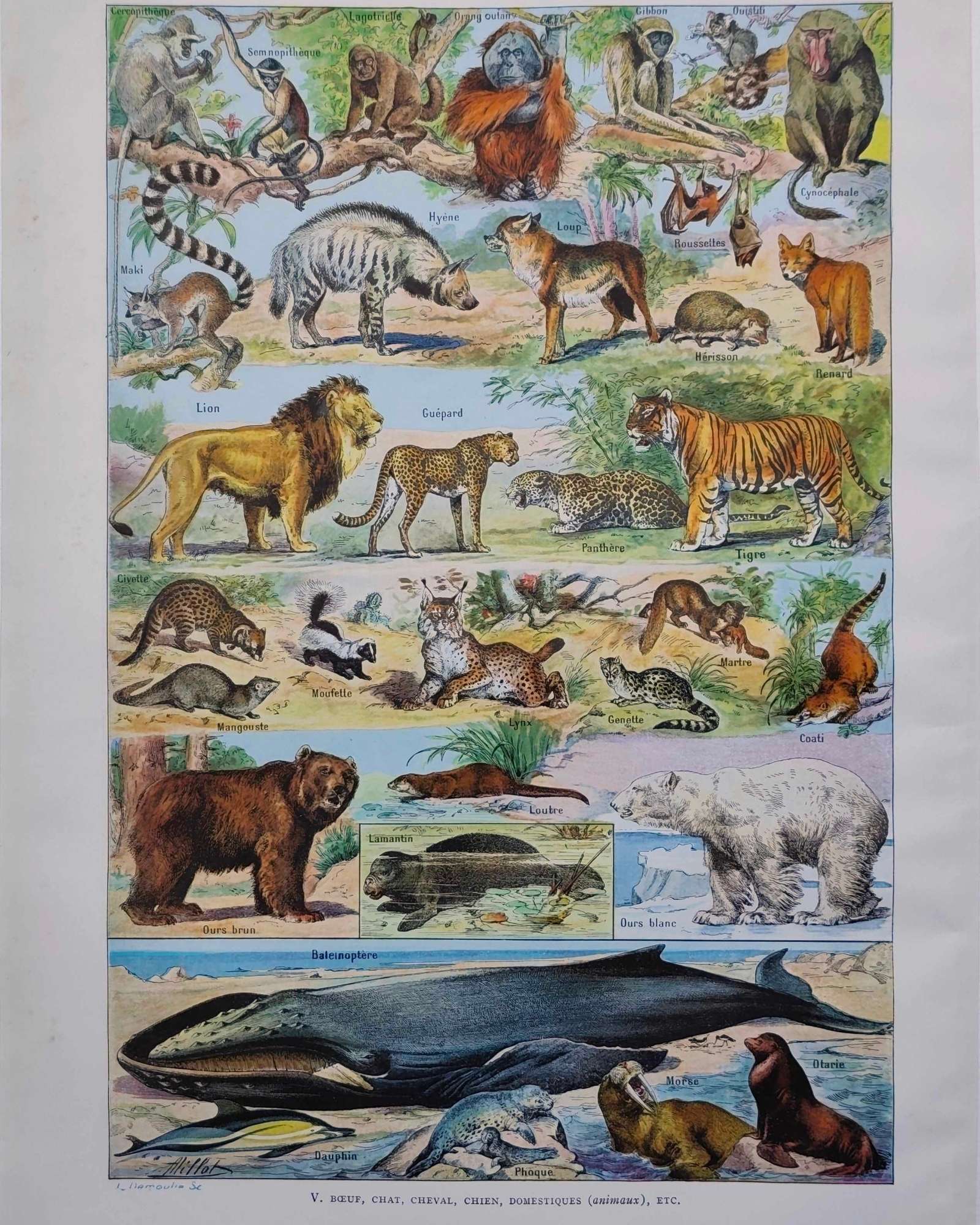 mammifères: baleine, lion, ours, planche illustrée 1949