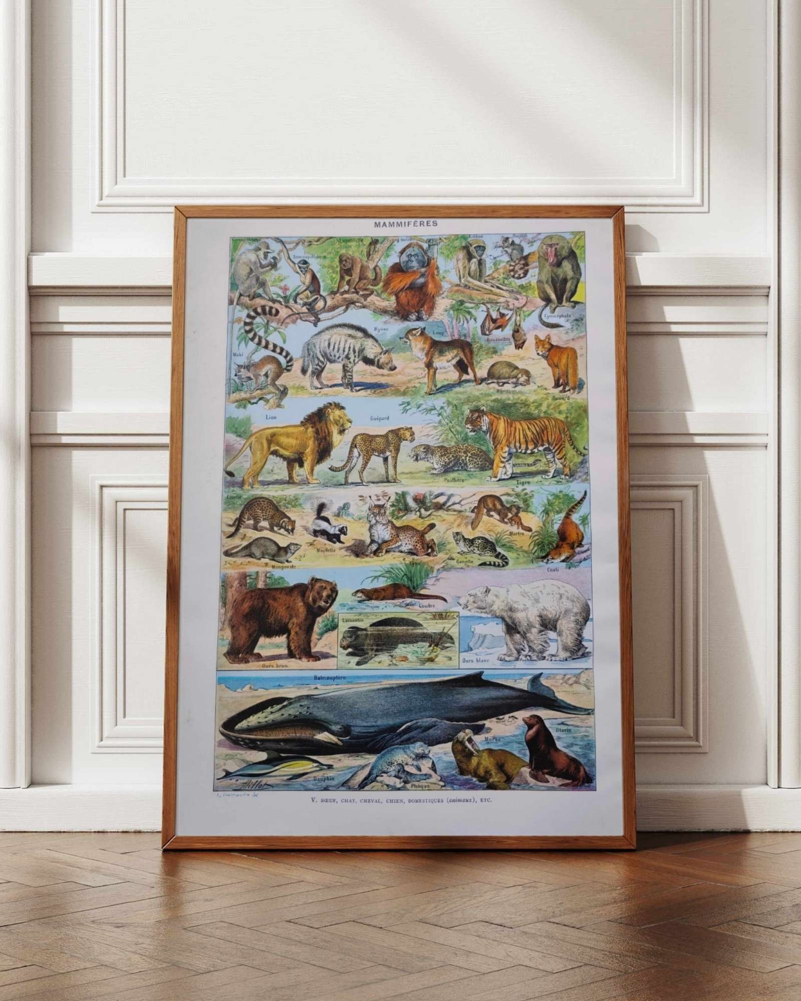 mammifères: baleine, lion, ours, planche illustrée 1949