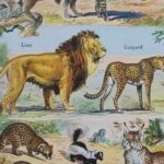 mammifères: baleine, lion, ours, planche illustrée 1949