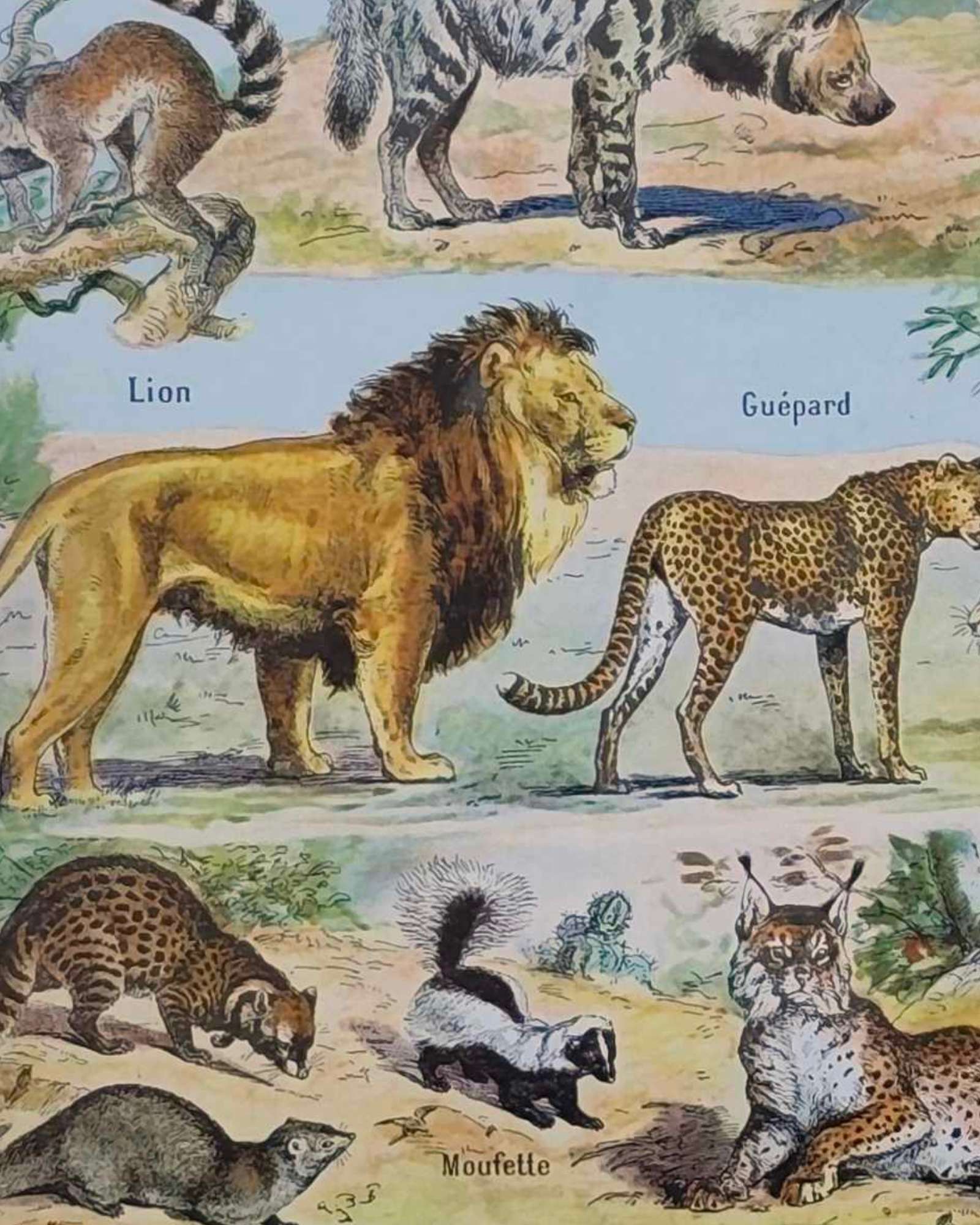mammifères: baleine, lion, ours, planche illustrée 1949