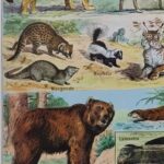 mammifères: baleine, lion, ours, planche illustrée 1949