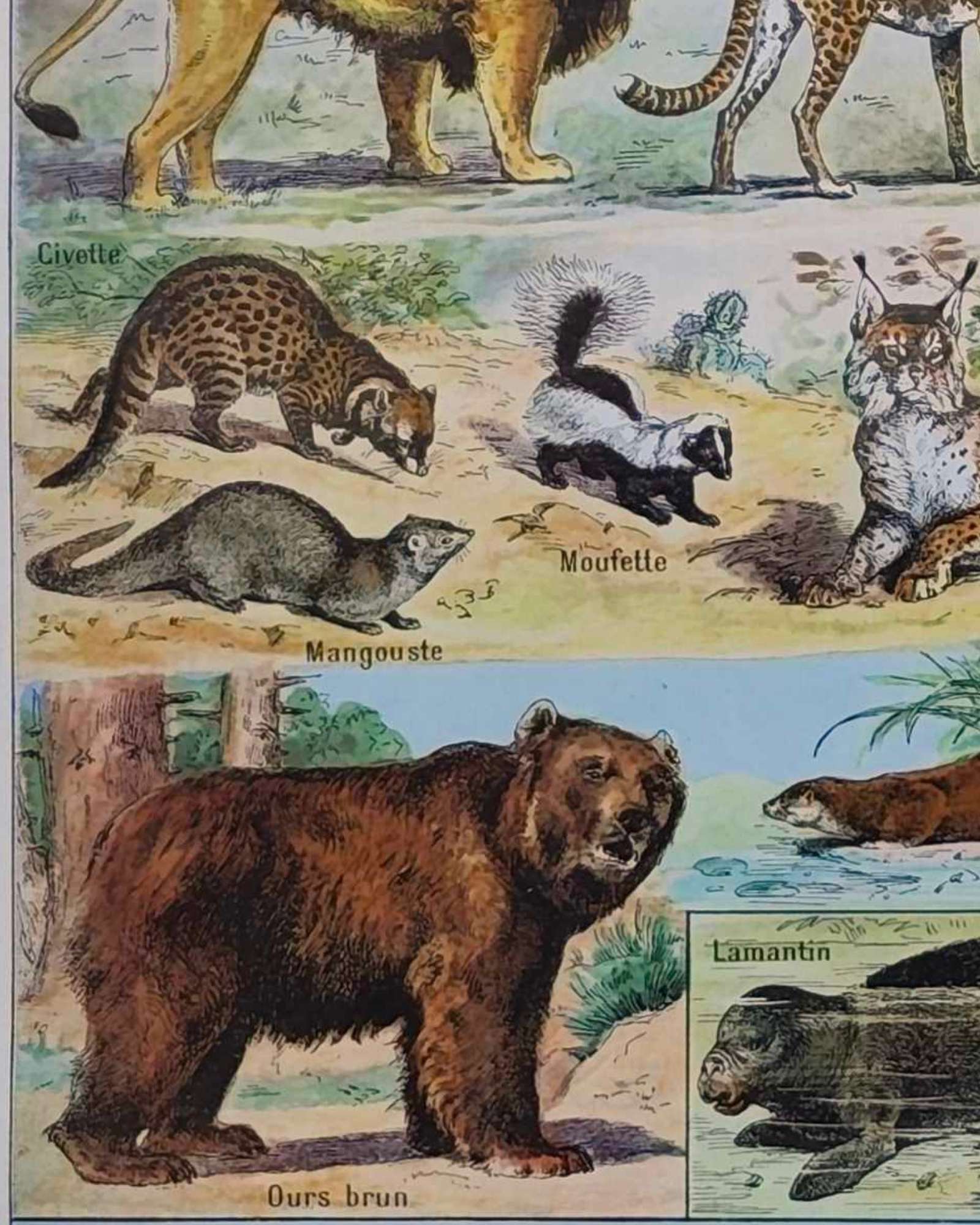 mammifères: baleine, lion, ours, planche illustrée 1949