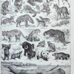 mammifères: baleine, lion, ours, planche illustrée 1949