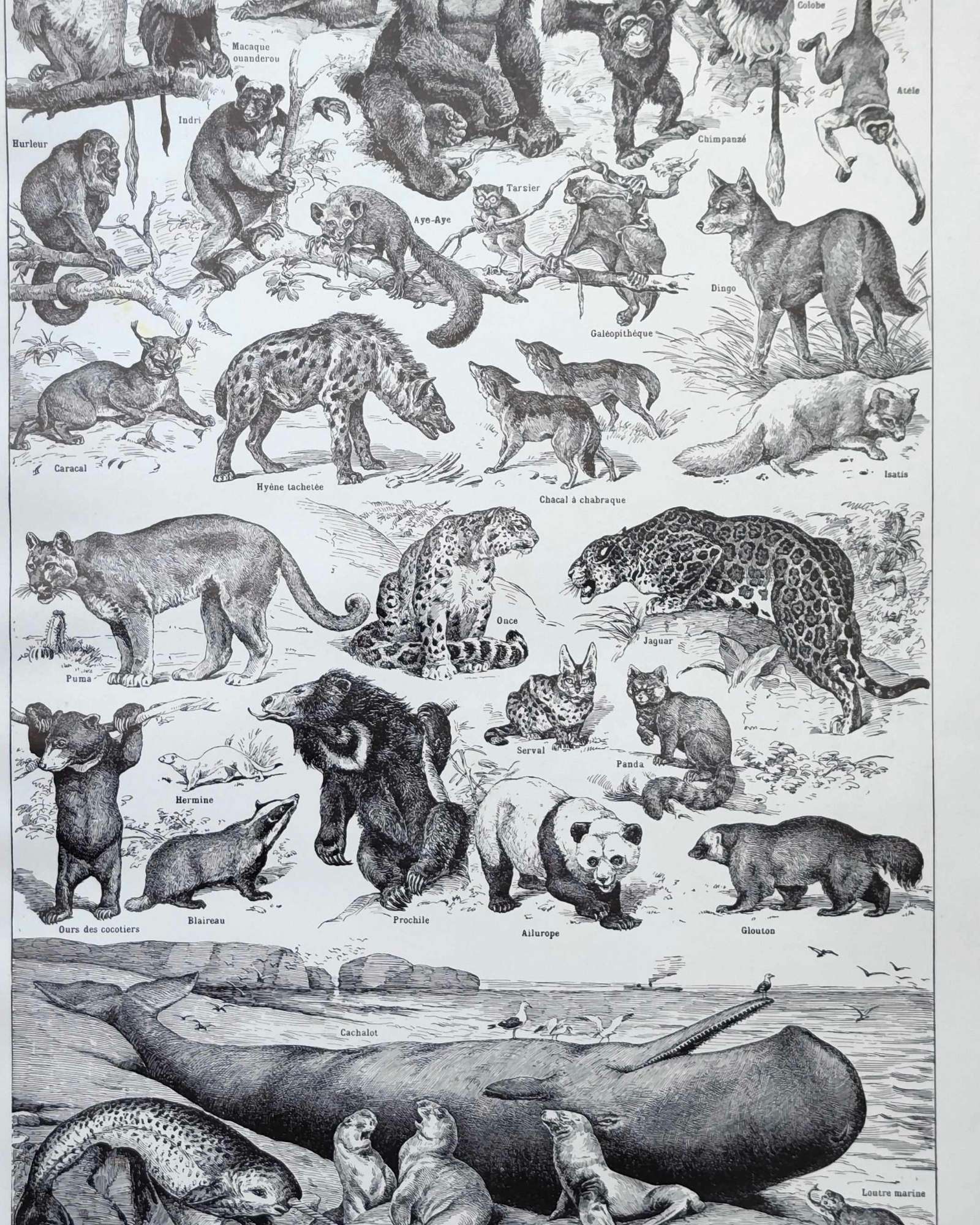 mammifères: baleine, lion, ours, planche illustrée 1949