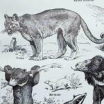 mammifères: baleine, lion, ours, planche illustrée 1949