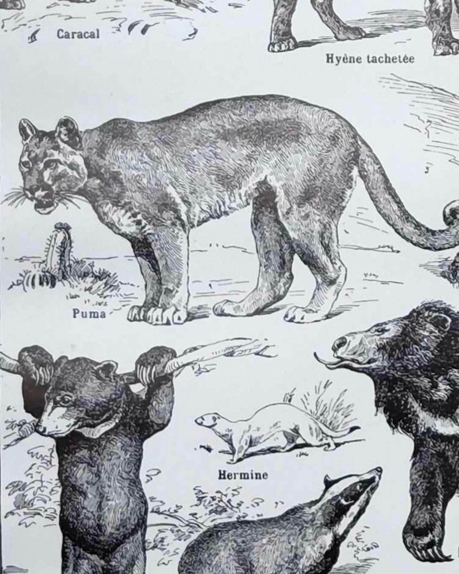 mammifères: baleine, lion, ours, planche illustrée 1949