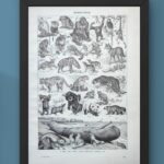 mammifères: baleine, lion, ours, planche illustrée 1949
