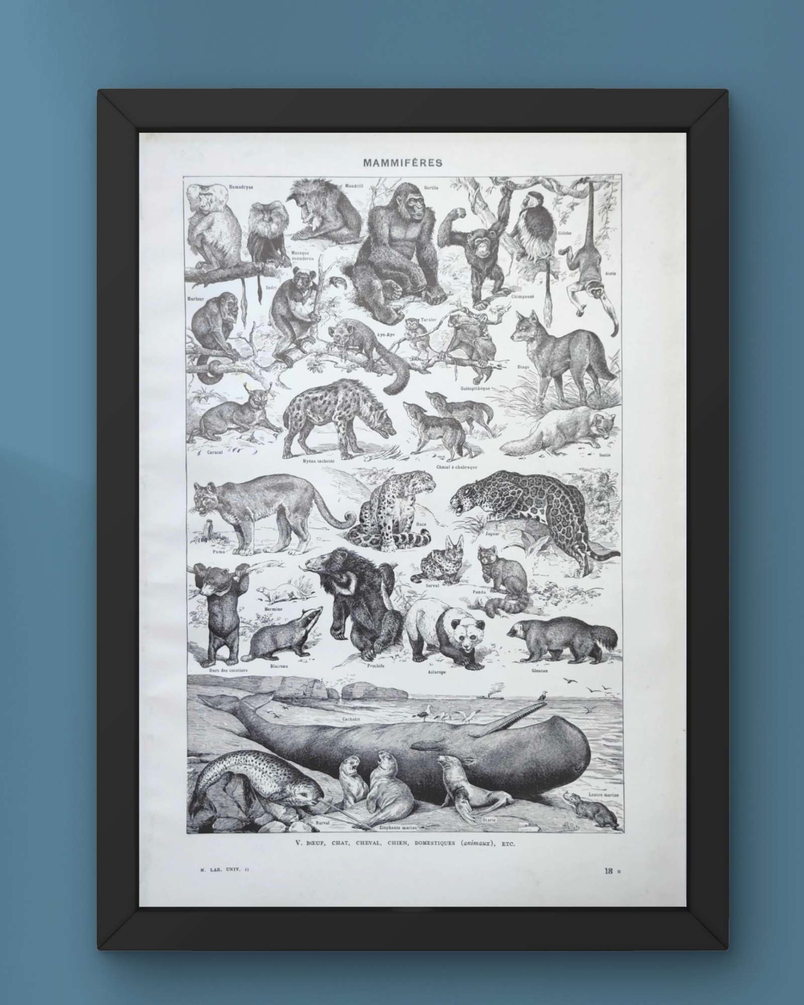 mammifères: baleine, lion, ours, planche illustrée 1949