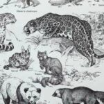 mammifères: baleine, lion, ours, planche illustrée 1949