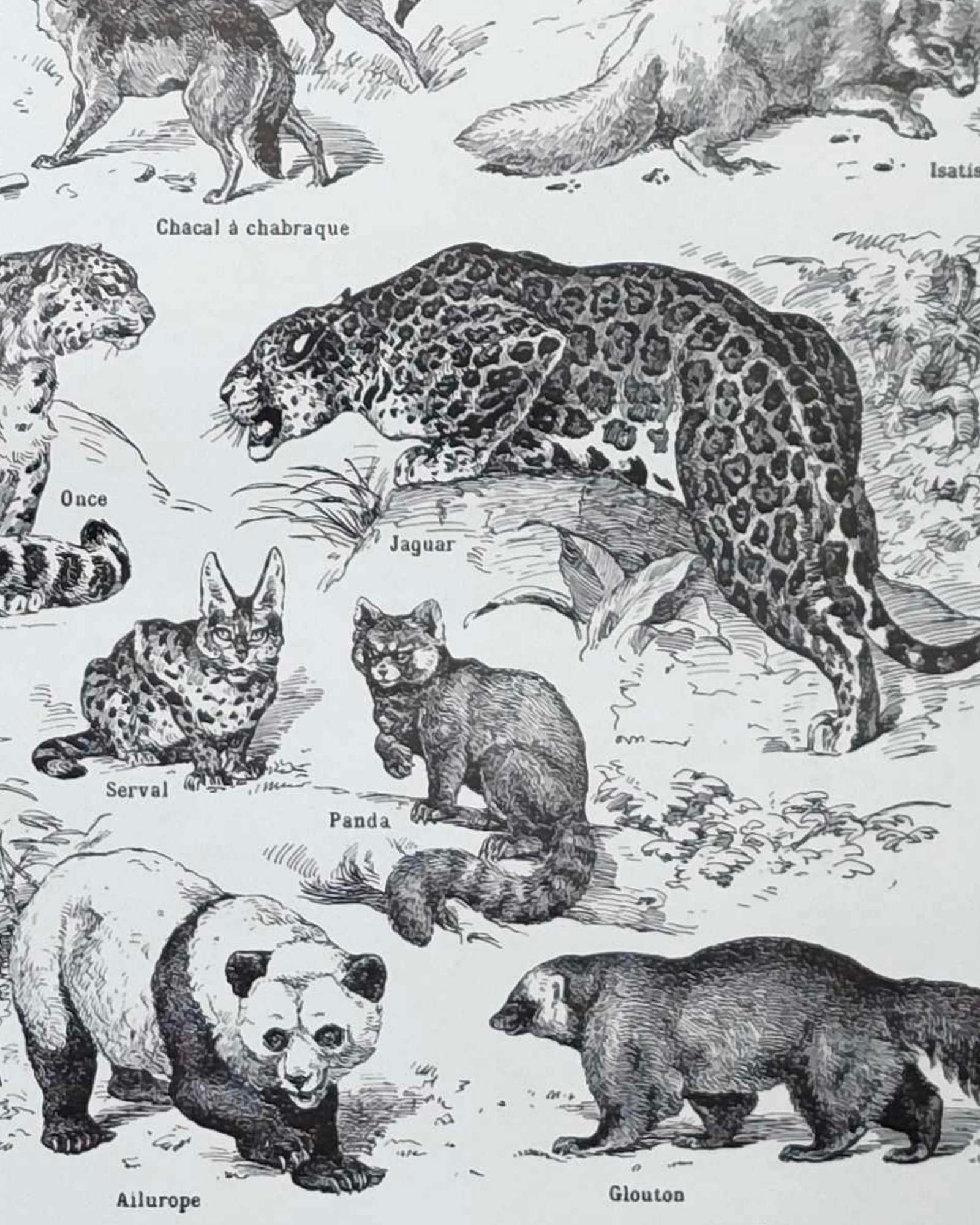 mammifères: baleine, lion, ours, planche illustrée 1949