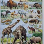 mammifères sauvages et domestiques, éléphants, des girafes, planche originale 1949