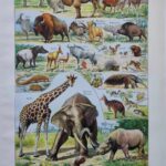 mammifères sauvages et domestiques, éléphants, des girafes, planche originale 1949