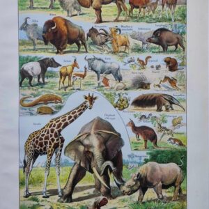 mammifères sauvages et domestiques, éléphants, des girafes, planche originale 1949