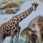 mammifères sauvages et domestiques, éléphants, des girafes, planche originale 1949
