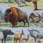 mammifères sauvages et domestiques, éléphants, des girafes, planche originale 1949