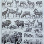 mammifères sauvages et domestiques, éléphants, des girafes, planche originale 1949