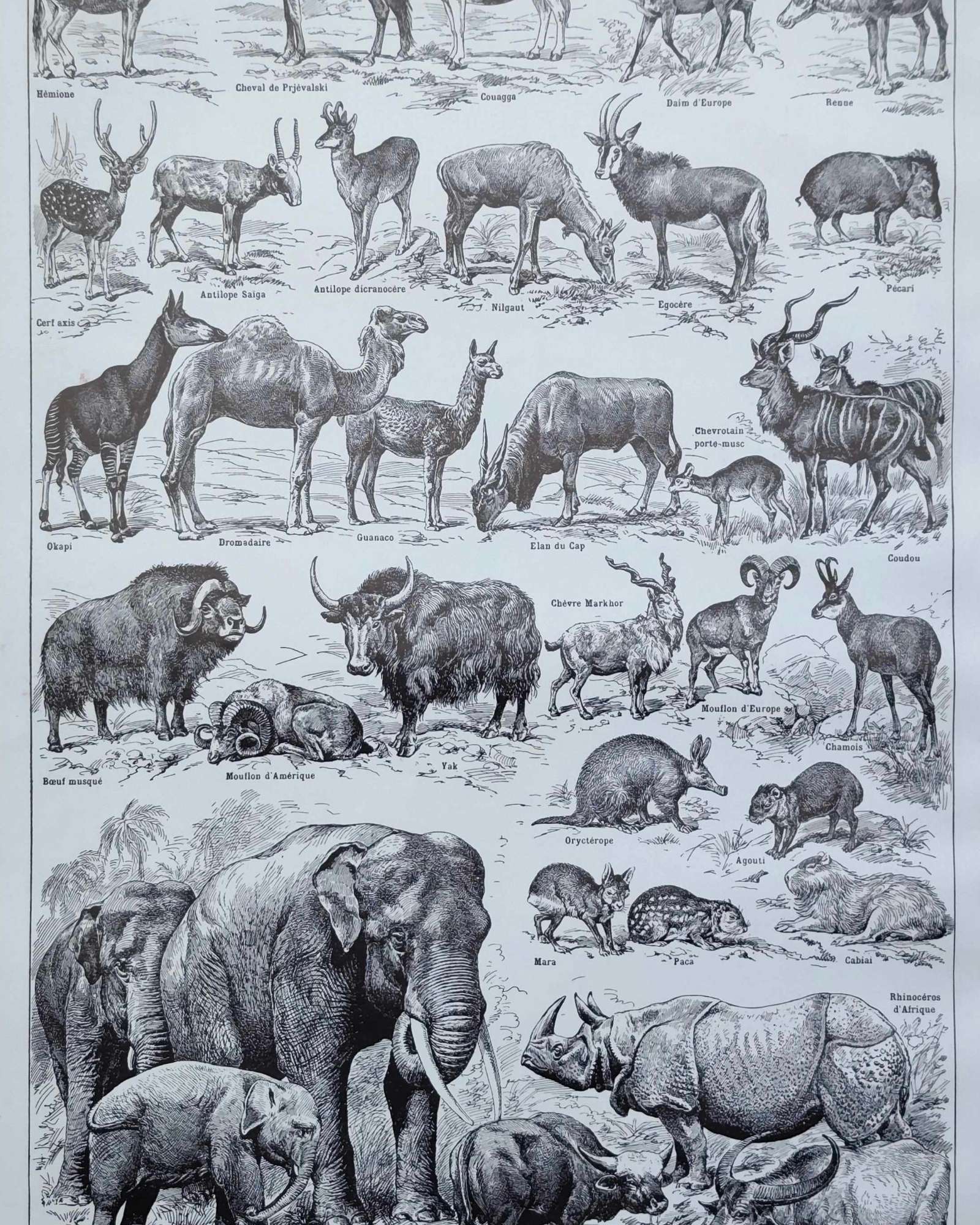 mammifères sauvages et domestiques, éléphants, des girafes, planche originale 1949