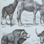 mammifères sauvages et domestiques, éléphants, des girafes, planche originale 1949