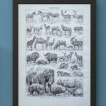 mammifères sauvages et domestiques, éléphants, des girafes, planche originale 1949