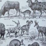 mammifères sauvages et domestiques, éléphants, des girafes, planche originale 1949