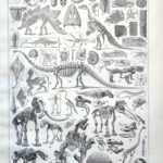 paléontologie, les grandes étapes de l'histoire de la vie fossile