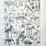 paléontologie, les grandes étapes de l'histoire de la vie fossile