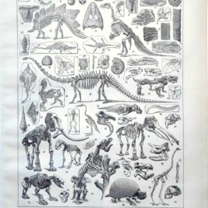 paléontologie, les grandes étapes de l'histoire de la vie fossile