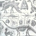paléontologie, les grandes étapes de l'histoire de la vie fossile