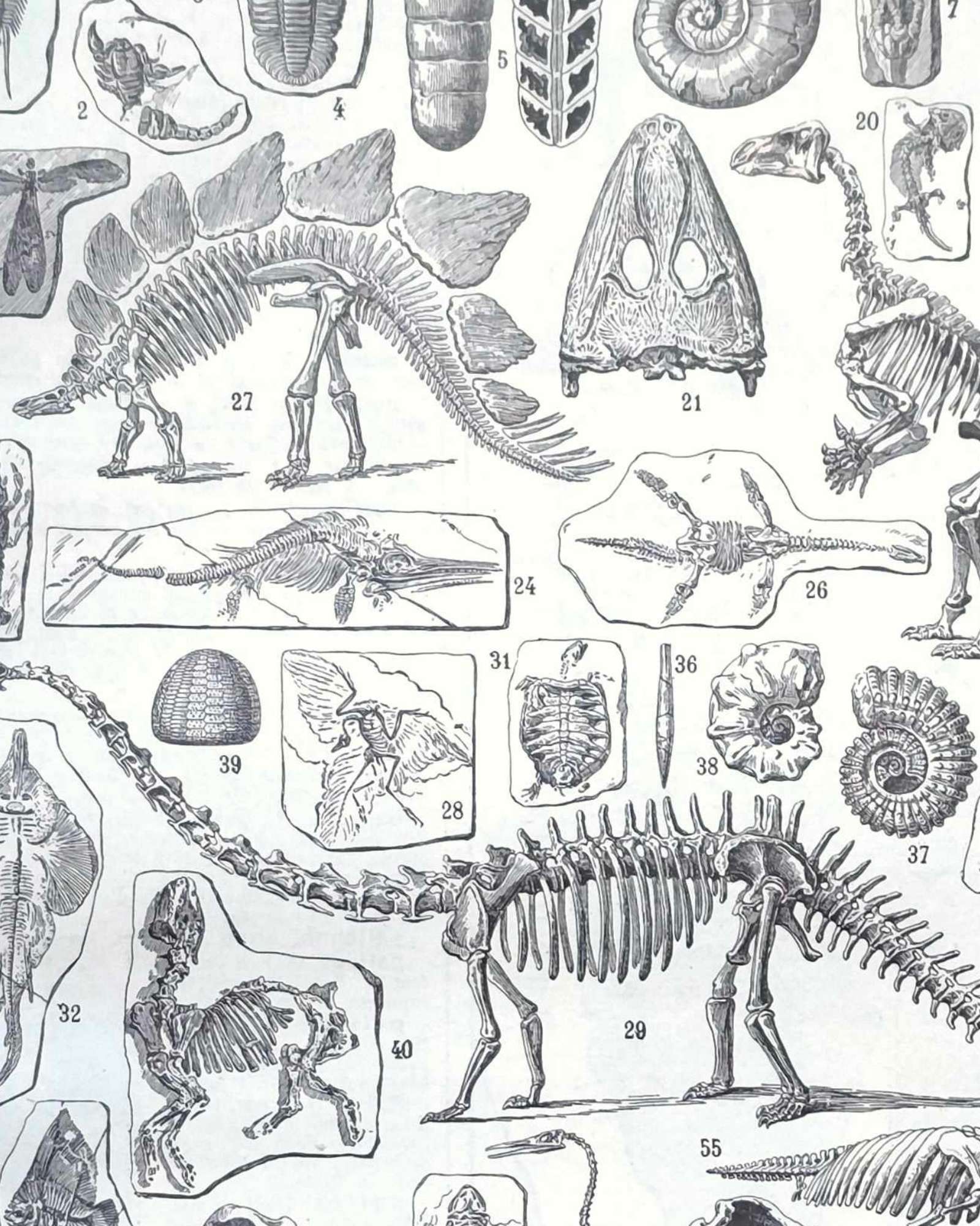 paléontologie, les grandes étapes de l'histoire de la vie fossile