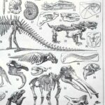 paléontologie, les grandes étapes de l'histoire de la vie fossile