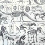 paléontologie, les grandes étapes de l'histoire de la vie fossile