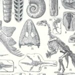paléontologie, les grandes étapes de l'histoire de la vie fossile