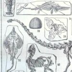paléontologie, les grandes étapes de l'histoire de la vie fossile