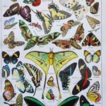 planche zoologique sur les papillons , original 1949