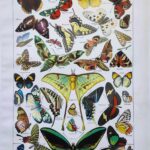 planche zoologique sur les papillons , original 1949