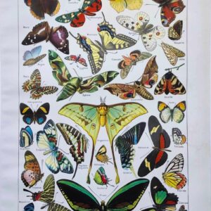 planche zoologique sur les papillons , original 1949